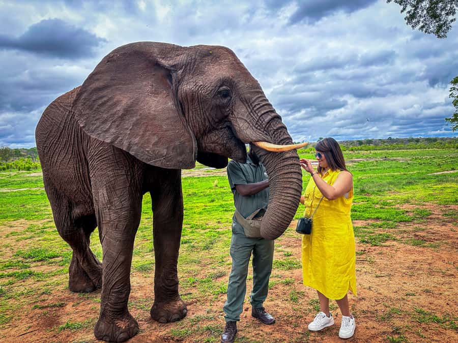 Victoria Falls: Elecrew Through The Eyes Of An Elephant - Why this elephant encounter feels different