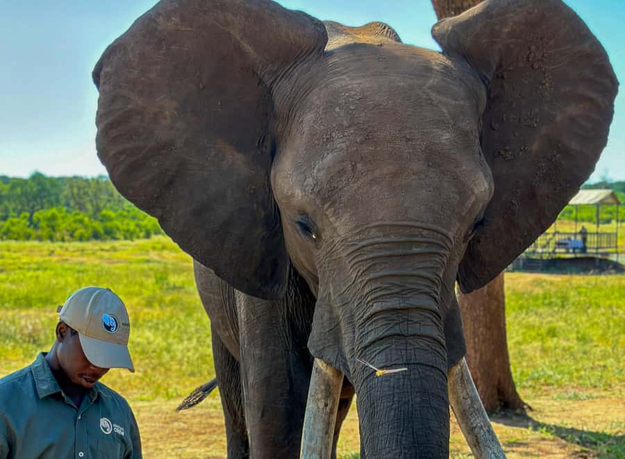 Victoria Falls: Elecrew Through The Eyes Of An Elephant - At Jafuta Lodge, safety comes first