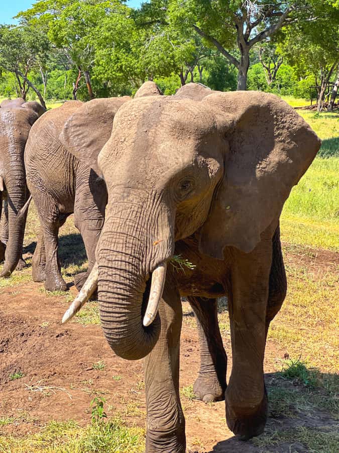 Victoria Falls: Elecrew Through The Eyes Of An Elephant - Seeing the world through an elephant’s senses