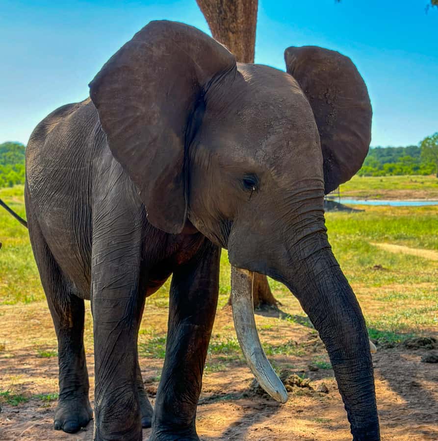 Victoria Falls: Elecrew Through The Eyes Of An Elephant - Refreshments beside the waterhole