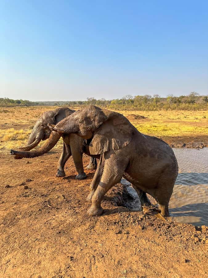 Victoria Falls: Elecrew Through The Eyes Of An Elephant - Conservation beyond the lodge