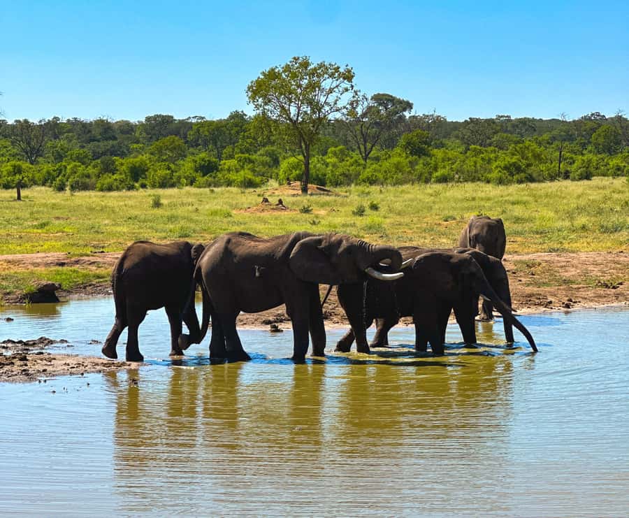 Victoria Falls: Elecrew Through The Eyes Of An Elephant - Is $148 a fair price?