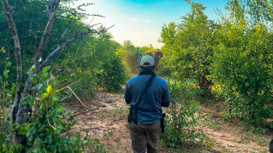 Victoria Falls: Game Walk in the Zambezi National Park - Walking through Zambezi National Park