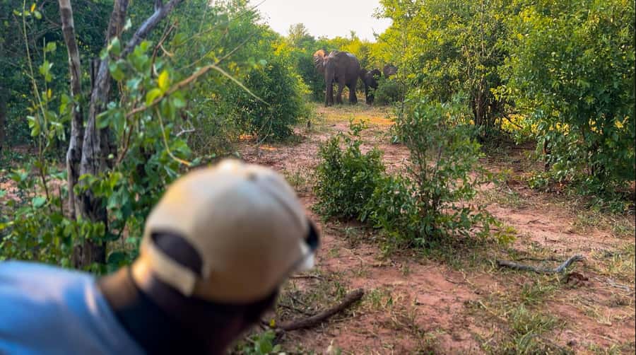 Victoria Falls: Game Walk in the Zambezi National Park - The 15-minute ride from Victoria Falls