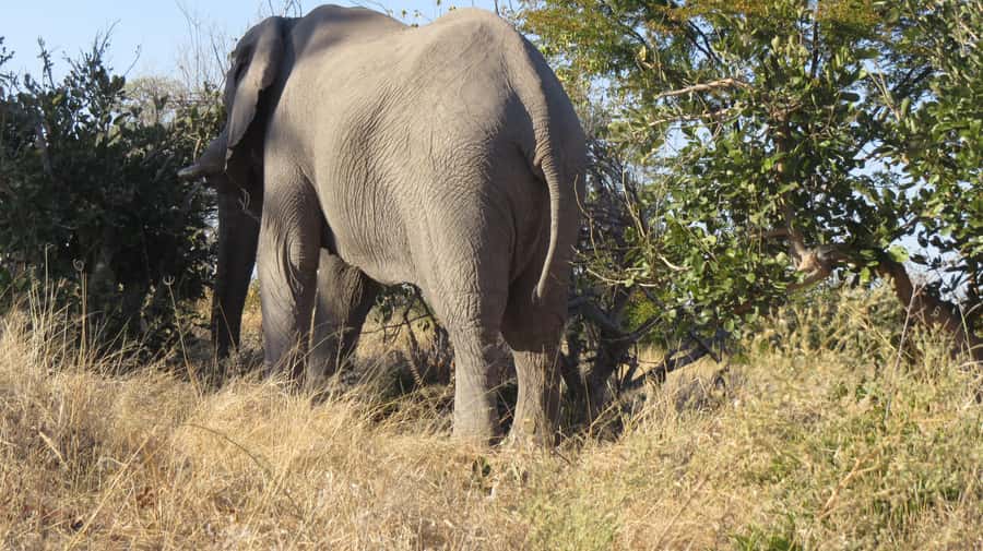 Victoria Falls: Hwange National Park Full-Day Safari - Key points at a glance