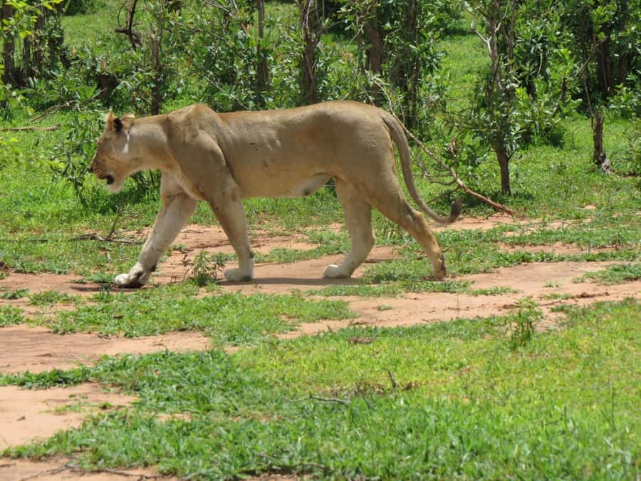 Victoria Falls: Hwange National Park Full-Day Safari - The two-hour road trip to Hwange