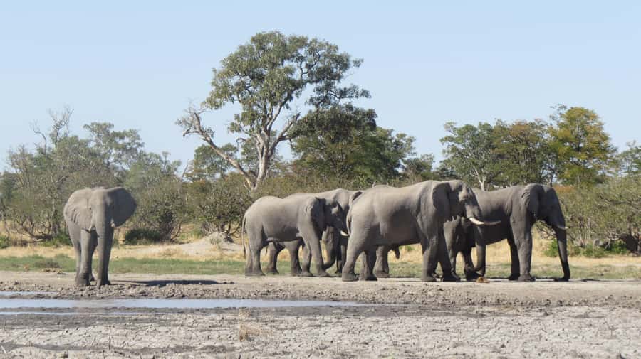 Victoria Falls: Hwange National Park Full-Day Safari - Entering the park and getting set for the drive