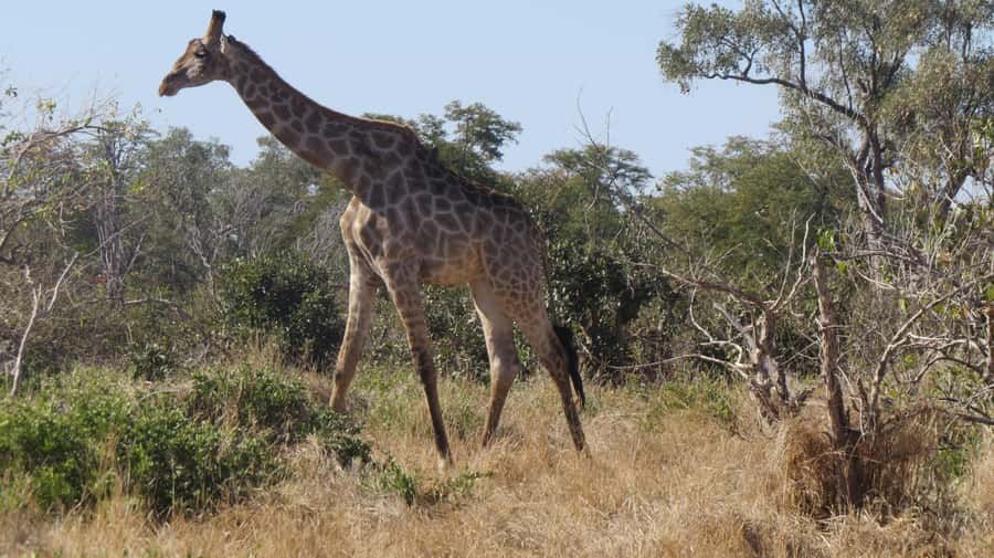 Victoria Falls: Hwange National Park Full-Day Safari - The first two-hour game drive