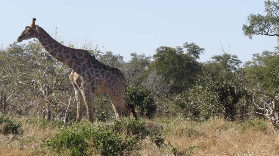 Victoria Falls: Hwange National Park Full-Day Safari - Packed lunch after the morning drive