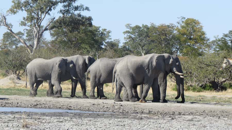 Victoria Falls: Hwange National Park Full-Day Safari - What the $300 price really covers