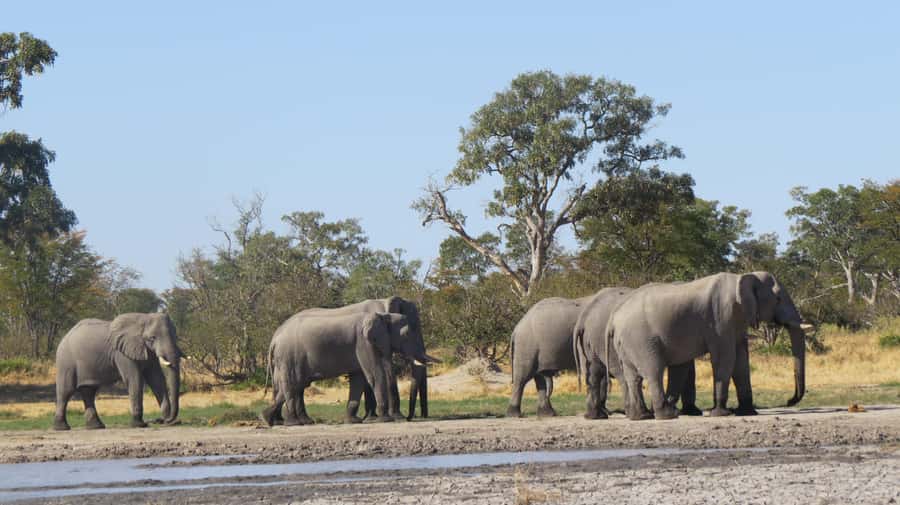 Victoria Falls: Hwange National Park Full-Day Safari - The guide, vehicle, and service