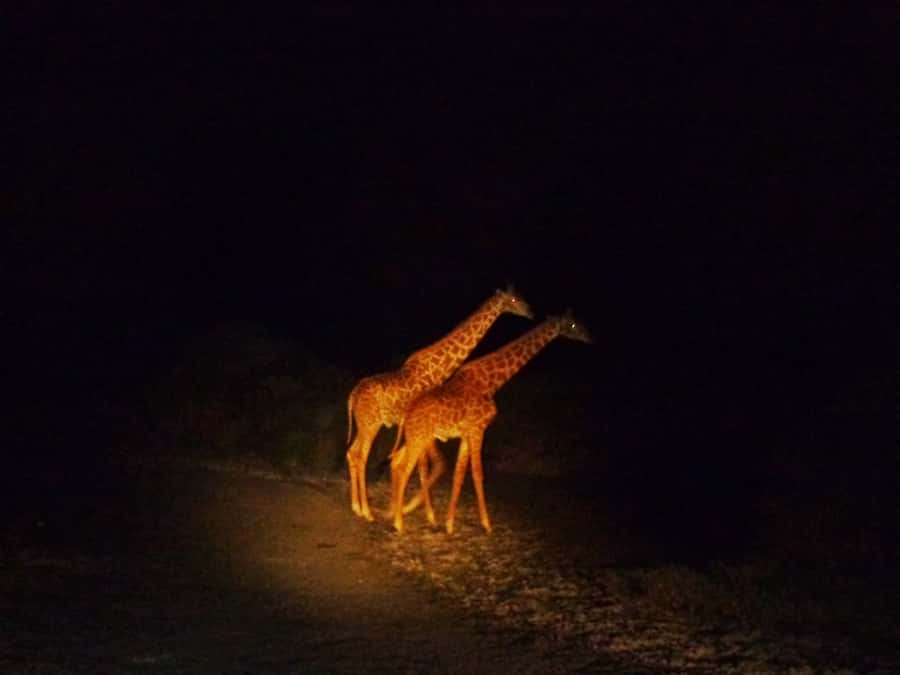 Victoria Falls: Night Game Drive and 3-Course Bush Dinner - From Victoria Falls to Nakavango by late afternoon