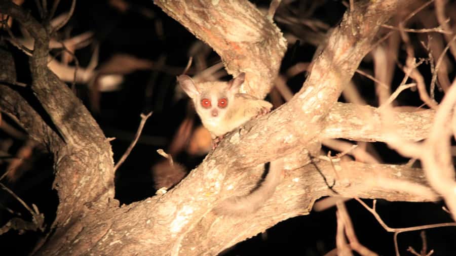 Victoria Falls: Night Game Drive and 3-Course Bush Dinner - Sunset drinks with a view