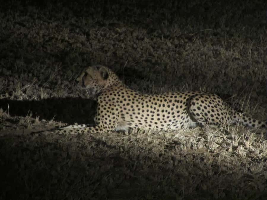 Victoria Falls: Night Game Drive and 3-Course Bush Dinner - Daylight game viewing before the sunset stop
