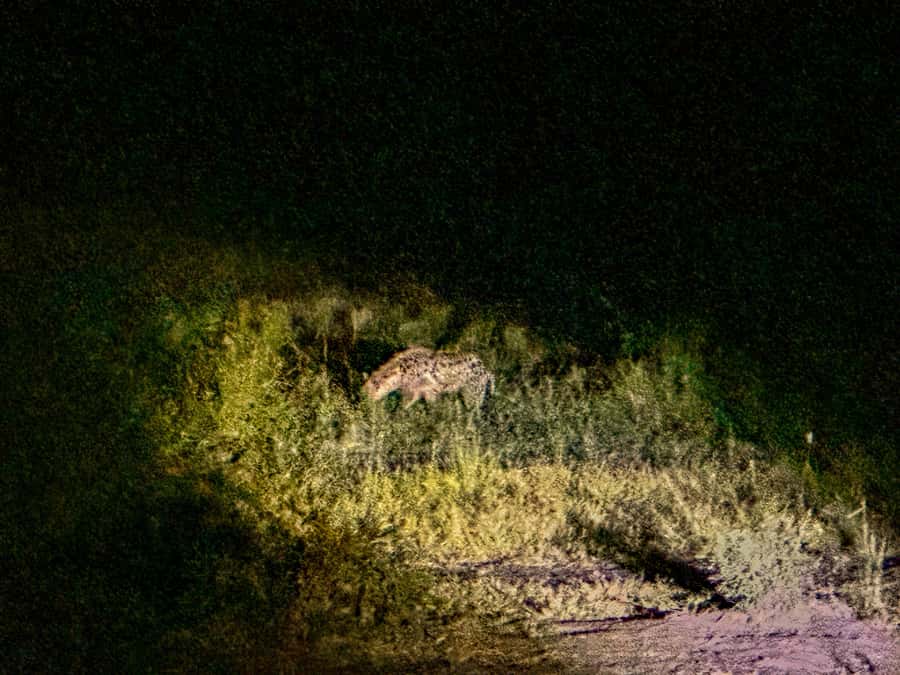 Victoria Falls: Night Game Drive Zambezi National Park - What the $159 price really covers