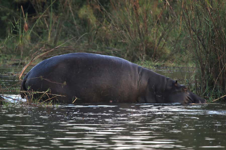 Victoria Falls: Private Zambezi River Birdwatching Safari - Hippos, crocodiles, and animals at the river