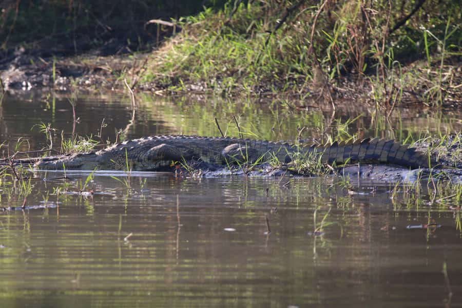 Victoria Falls: Private Zambezi River Birdwatching Safari - The value of a private boat at $80