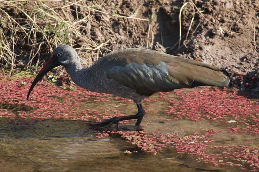 Victoria Falls: Private Zambezi River Birdwatching Safari - What to pack for a comfortable morning