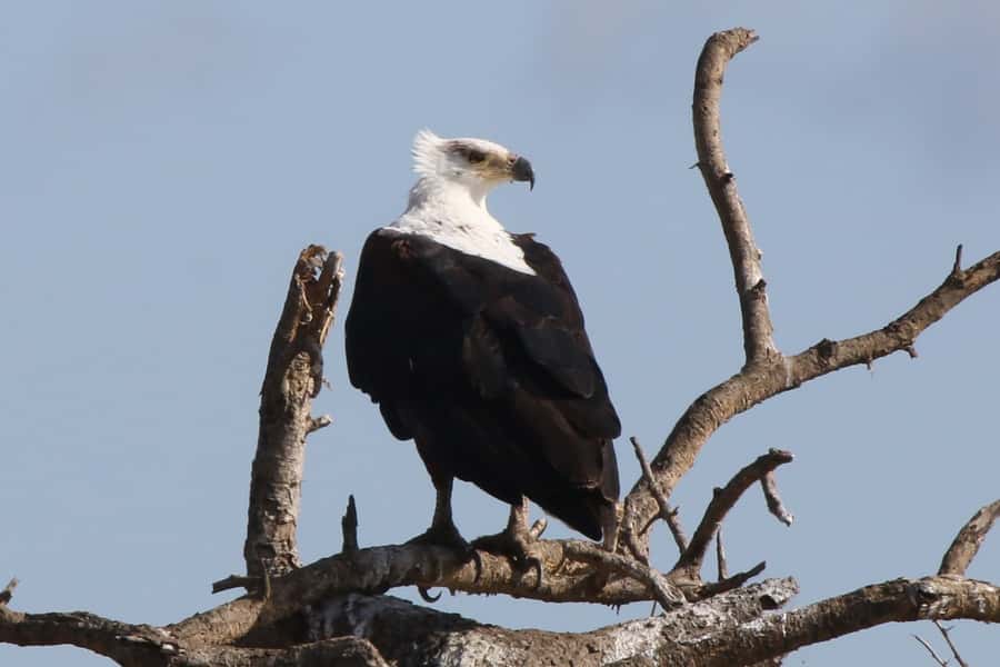 Victoria Falls: Private Zambezi River Birdwatching Safari - Who should book this Zambezi cruise