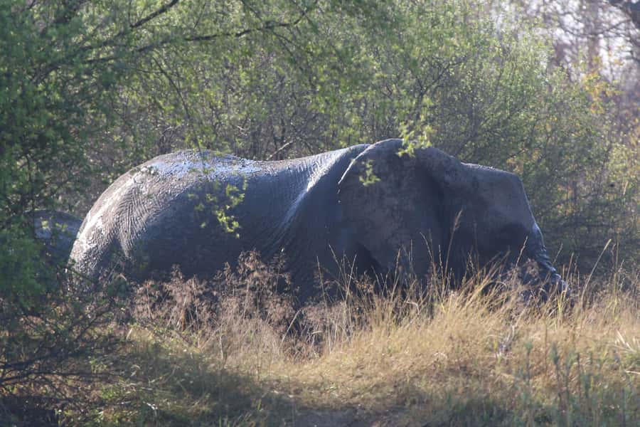 Victoria Falls: Private Zambezi River Birdwatching Safari - Booking details worth handling early