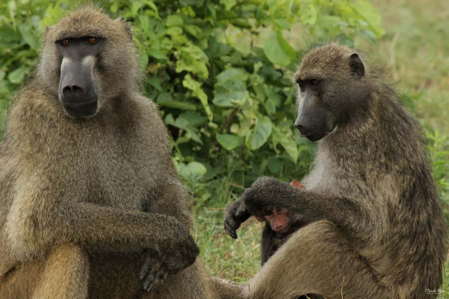 Victoria Falls Safari with Lunch and Sunset Cruise - Victoria Falls from the rainforest paths