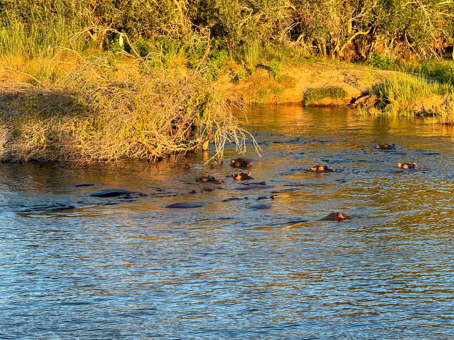 Victoria Falls: Sunset Cruise on the Zambezi River - Who should choose this cruise?