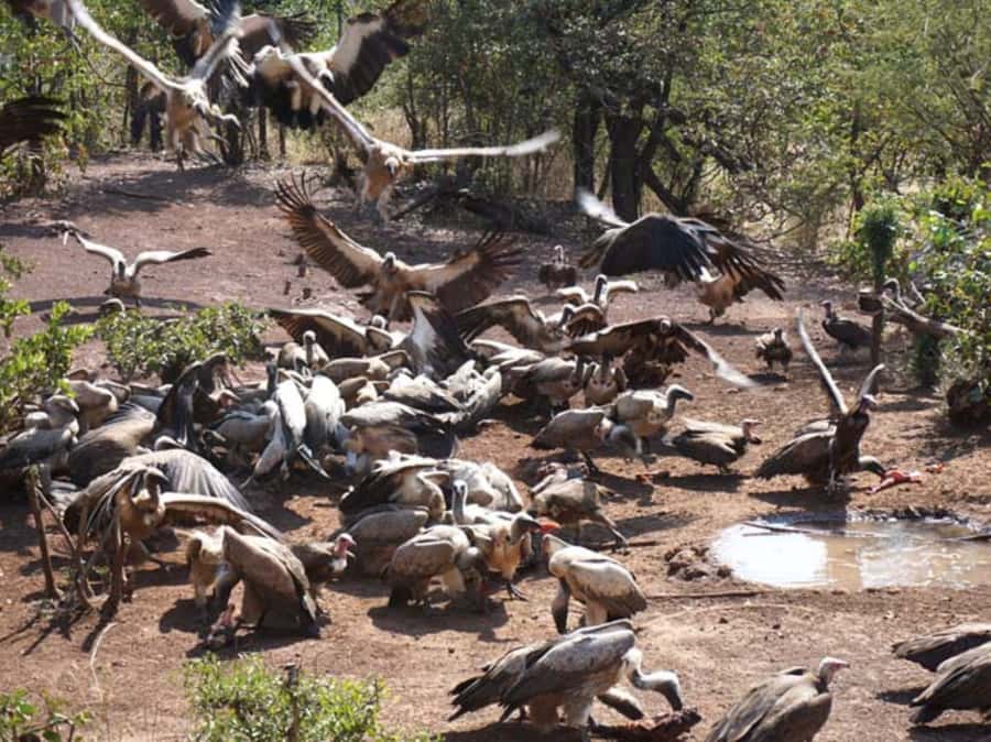 Victoria Falls: Vulture Safari and Bush Walk - Key points to know before you book