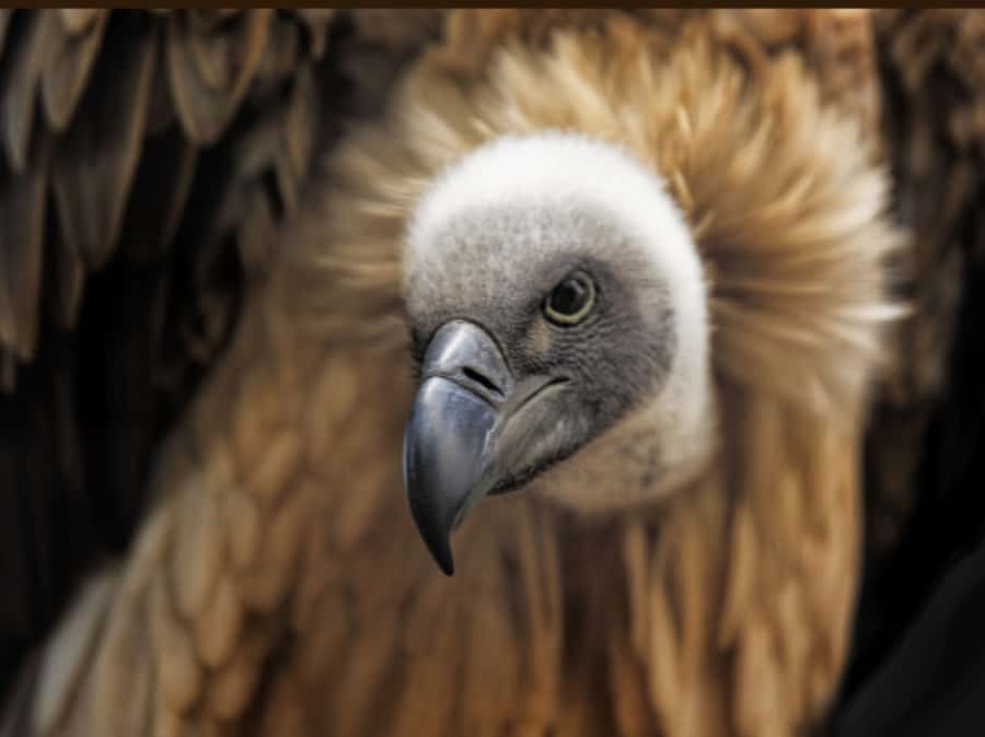 Victoria Falls: Vulture Safari and Bush Walk - Why the vulture feeding is the real highlight