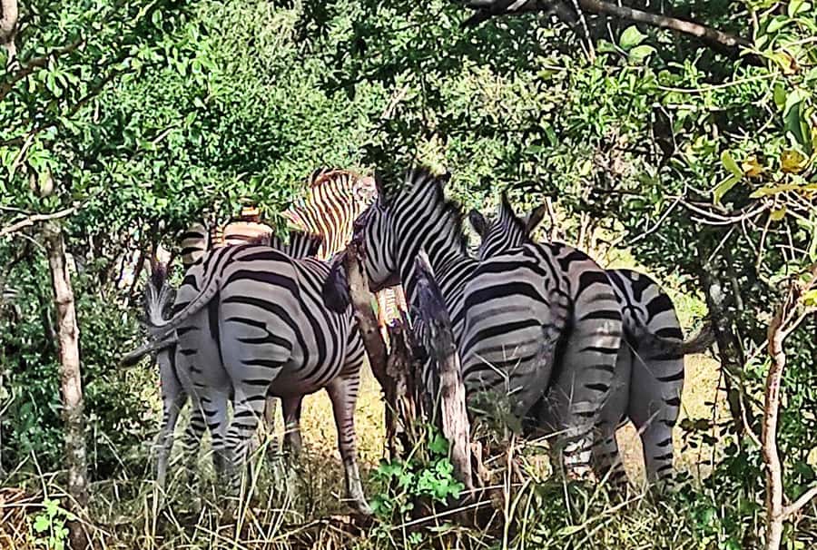 Victoria Falls: Vulture Safari and Bush Walk - How the two-hour schedule works