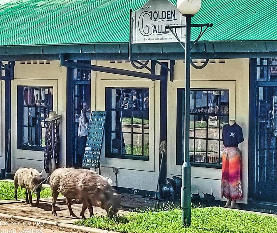 Victoria Falls: Vulture Safari and Bush Walk - Who should book this Victoria Falls safari?