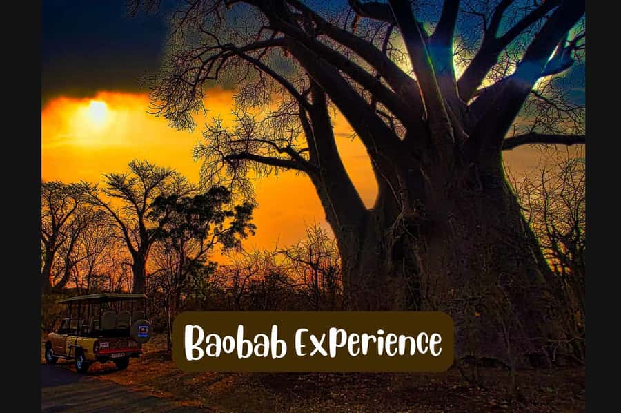 Victoria Falls: Vulture Safari and Bush Walk - The open 4x4 ride through Victoria Falls