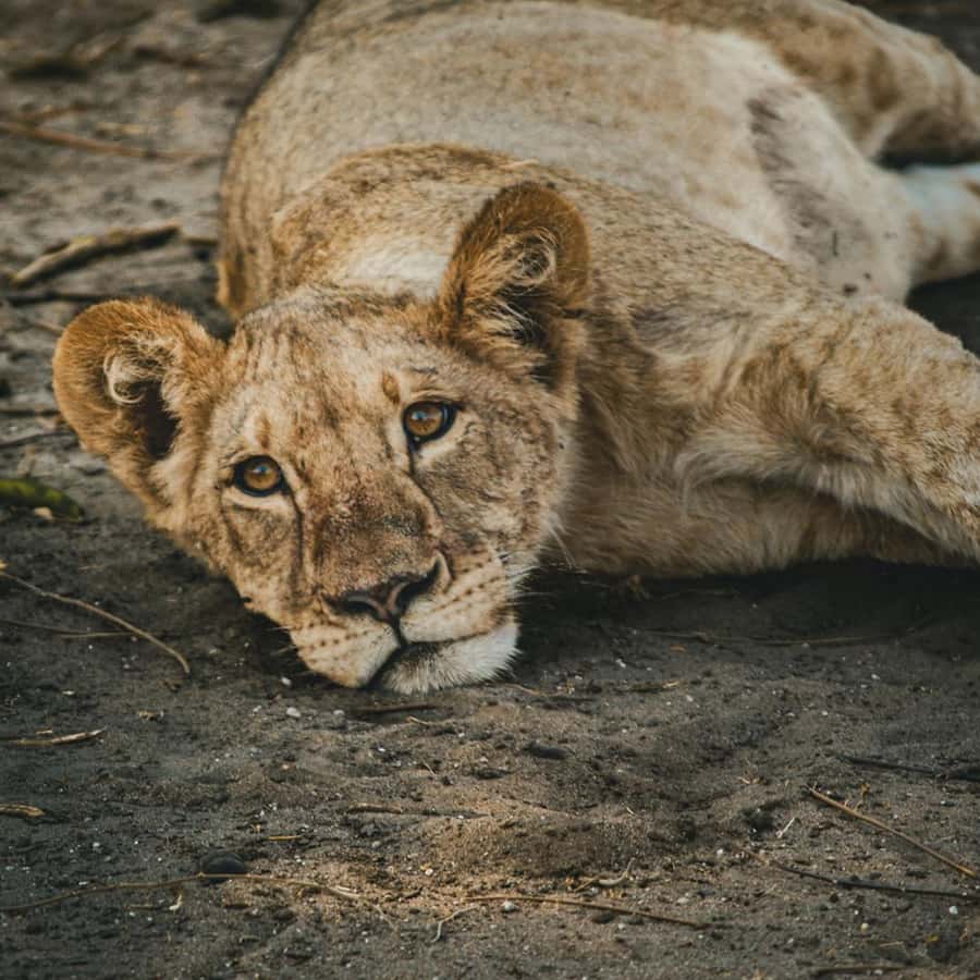 Victoria Falls: Zambezi National Park Game Drive - Why the early start matters