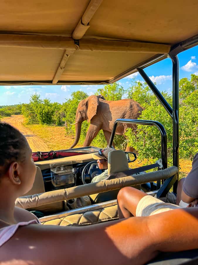 Victoria Falls: Zambezi National Park Game Drive - Wildlife viewing in a compact park visit