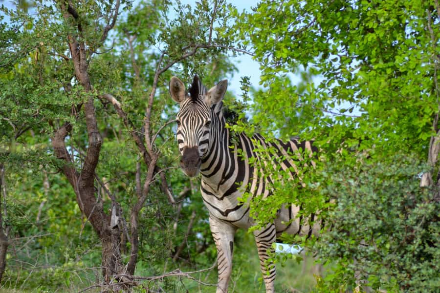 Victoria Falls: Zambezi National Park Game Drive - Practical booking advice for Victoria Falls