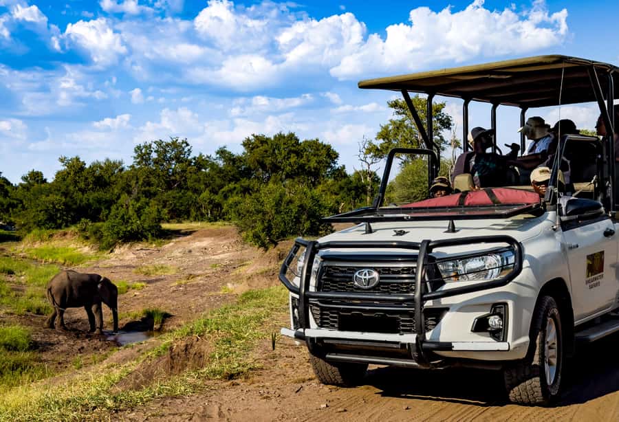 Victoria Falls: Zambezi National Park Game Drive - Reading the bush with an English-speaking guide