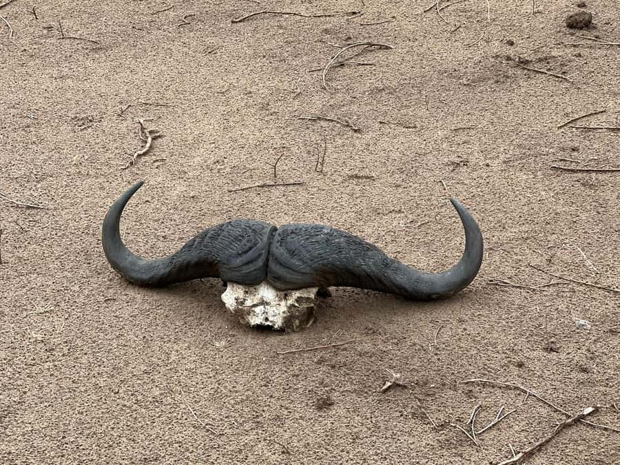 Zambezi 3hr Game Drive - Why the guide matters more than the vehicle