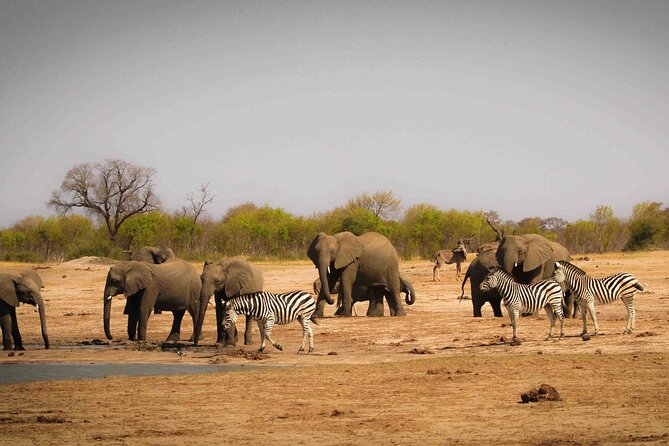 Zambezi National Park AM or PM Game Drive - The Guide Is a Major Part of the Experience