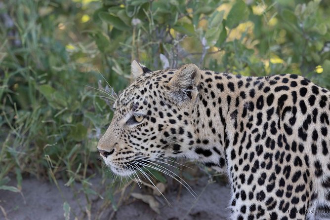 Zambezi National Park Game Drive AM /PM - Key Points to Know Before You Go