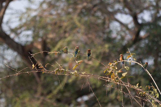 Zambezi National Park Game Drive AM /PM - Why This Game Drive Fits So Well Into a Victoria Falls Visit