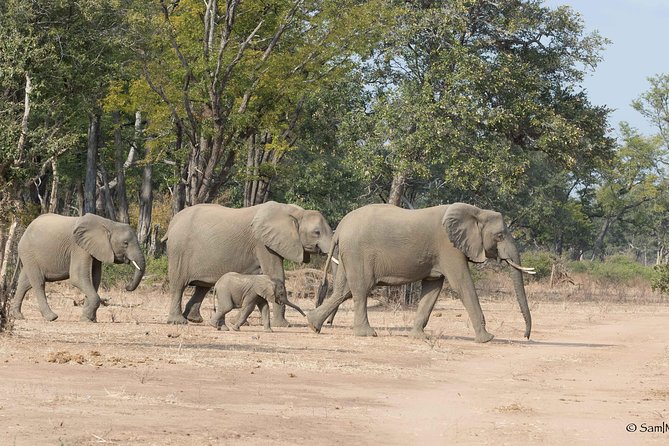 Zambezi National Park Game Drive AM /PM - Choosing Morning or Afternoon