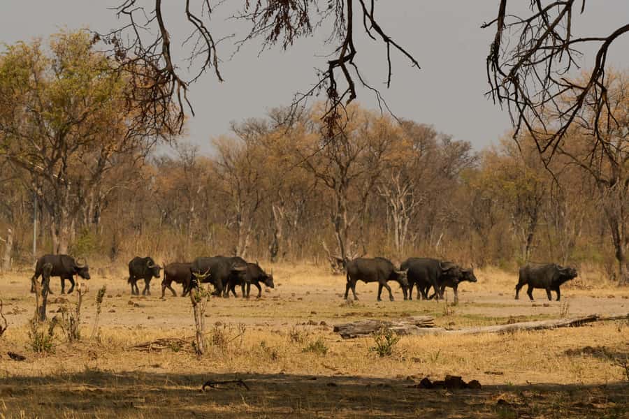 Zambezi National Park Game Drive in a Small Group - Who should book this drive?