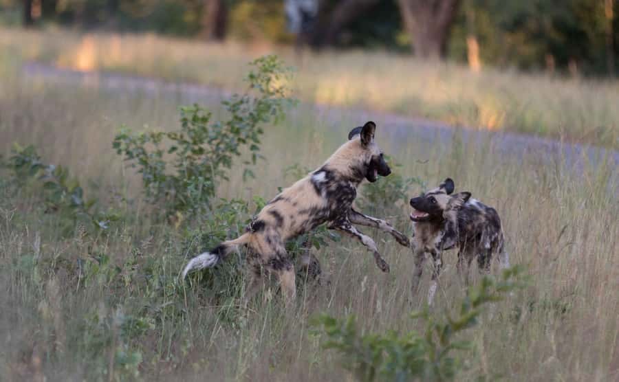 Zambezi National Park Game Drive in a Small Group - From Victoria Falls to the Zambezi bush in minutes