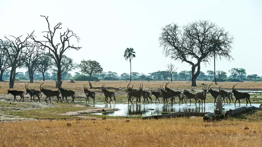 Zambezi National Park Game Drive in a Small Group - Choosing the 3:00 p.m. afternoon drive