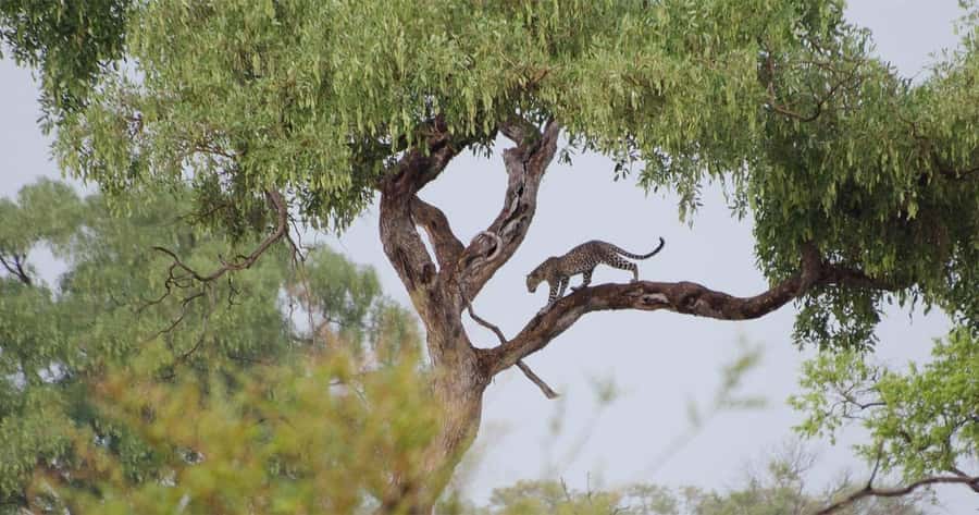 Zambezi National Park Game Drive in a Small Group - Animals you might see in three hours