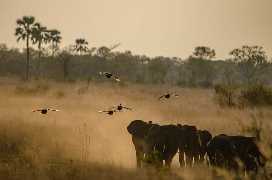 Zambezi National Park Game Drive in a Small Group - A wild park, not a wildlife guarantee