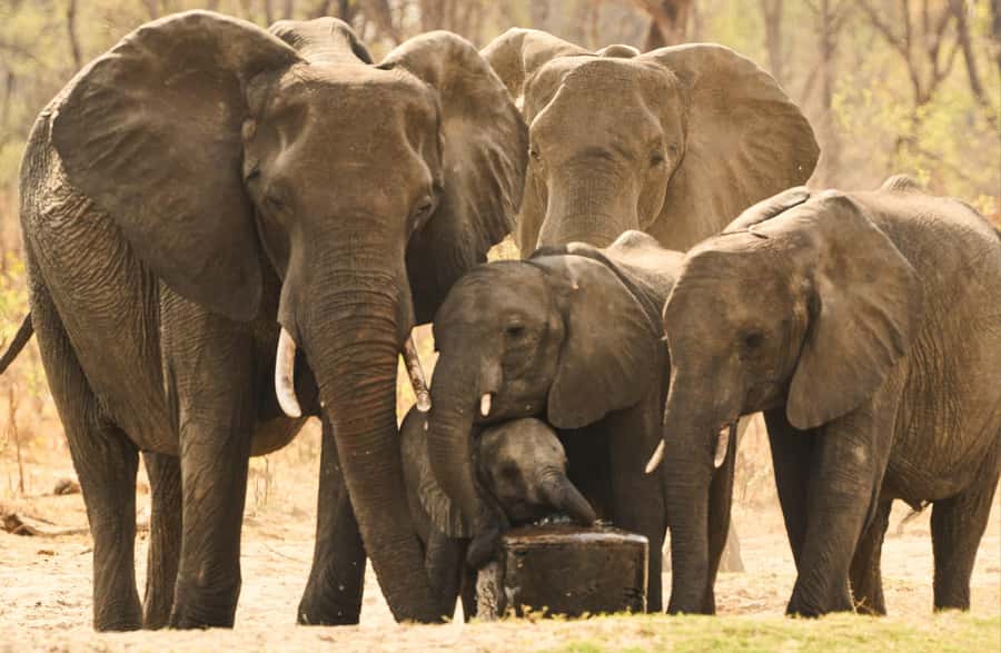 Zambezi National Park Game Drive in a Small Group - What the $100 price really buys
