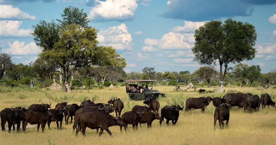 Zambezi National Park Game Drive in a Small Group - Choosing the 6:00 a.m. morning drive