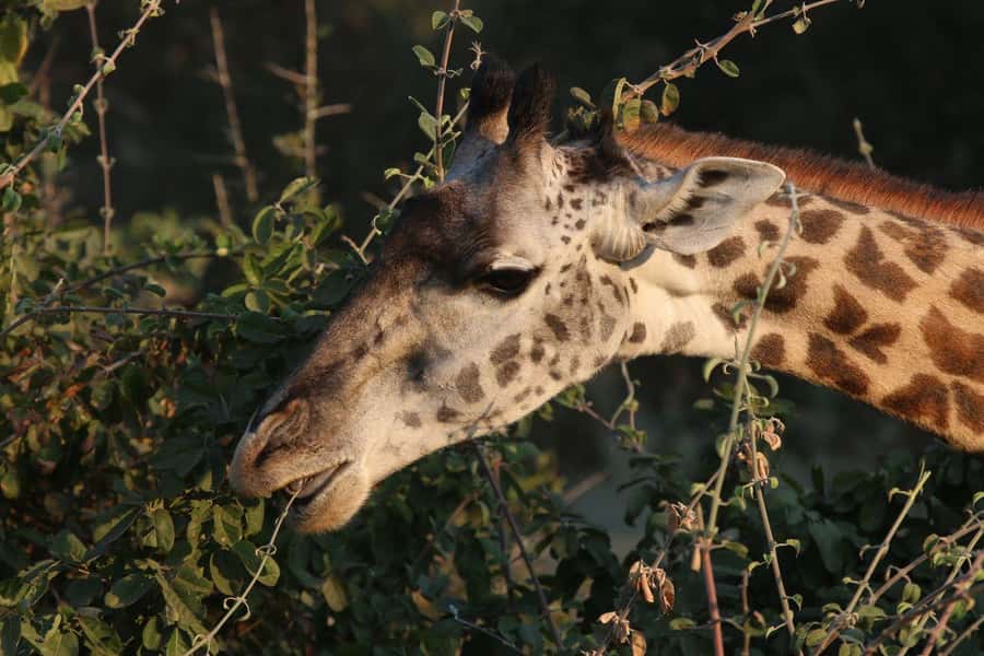 Zambezi National Park Private Wildlife Safari (4 - 10 hours) - Five minutes from Victoria Falls, and suddenly in the bush