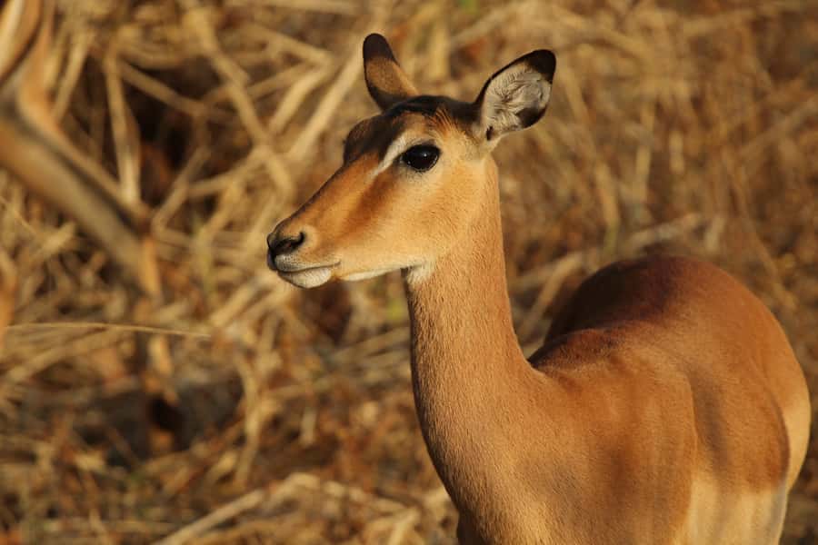 Zambezi National Park Private Wildlife Safari (4 - 10 hours) - What the 4-hour safari can realistically do