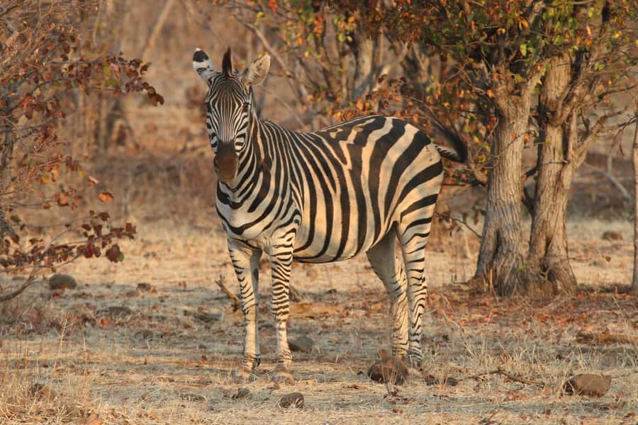 Zambezi National Park Private Wildlife Safari (4 - 10 hours) - Following the Zambezi River